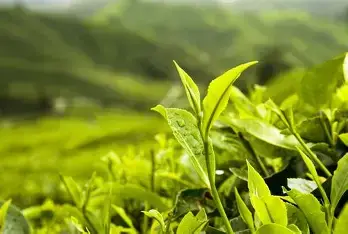 Fresh green tea leaves, source of L-theanine in Neuro Surge supplement