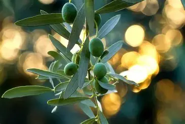 Fresh green olives on branch, key ingredient in Neuro Surge supplement